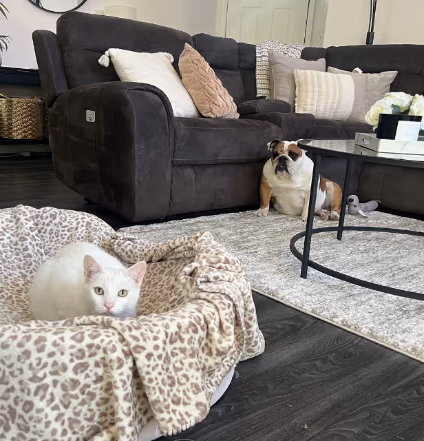 A dog and cat relaxing together at home