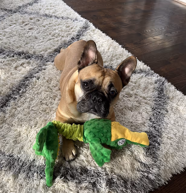 In-home pet care for Inverness households