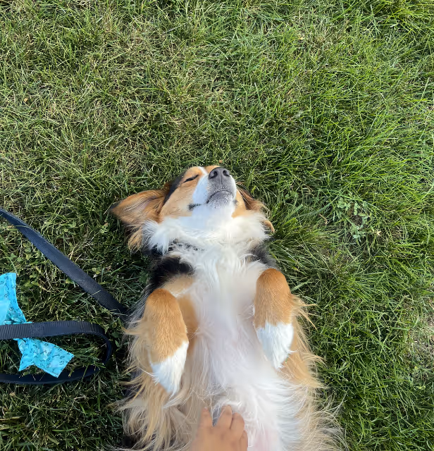 A relaxed dog enjoying time in the grass