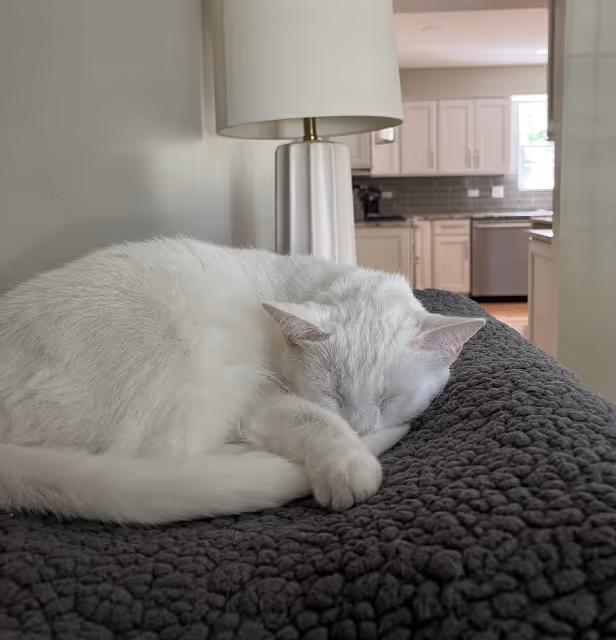 In-home pet care for Lake Zurich households
