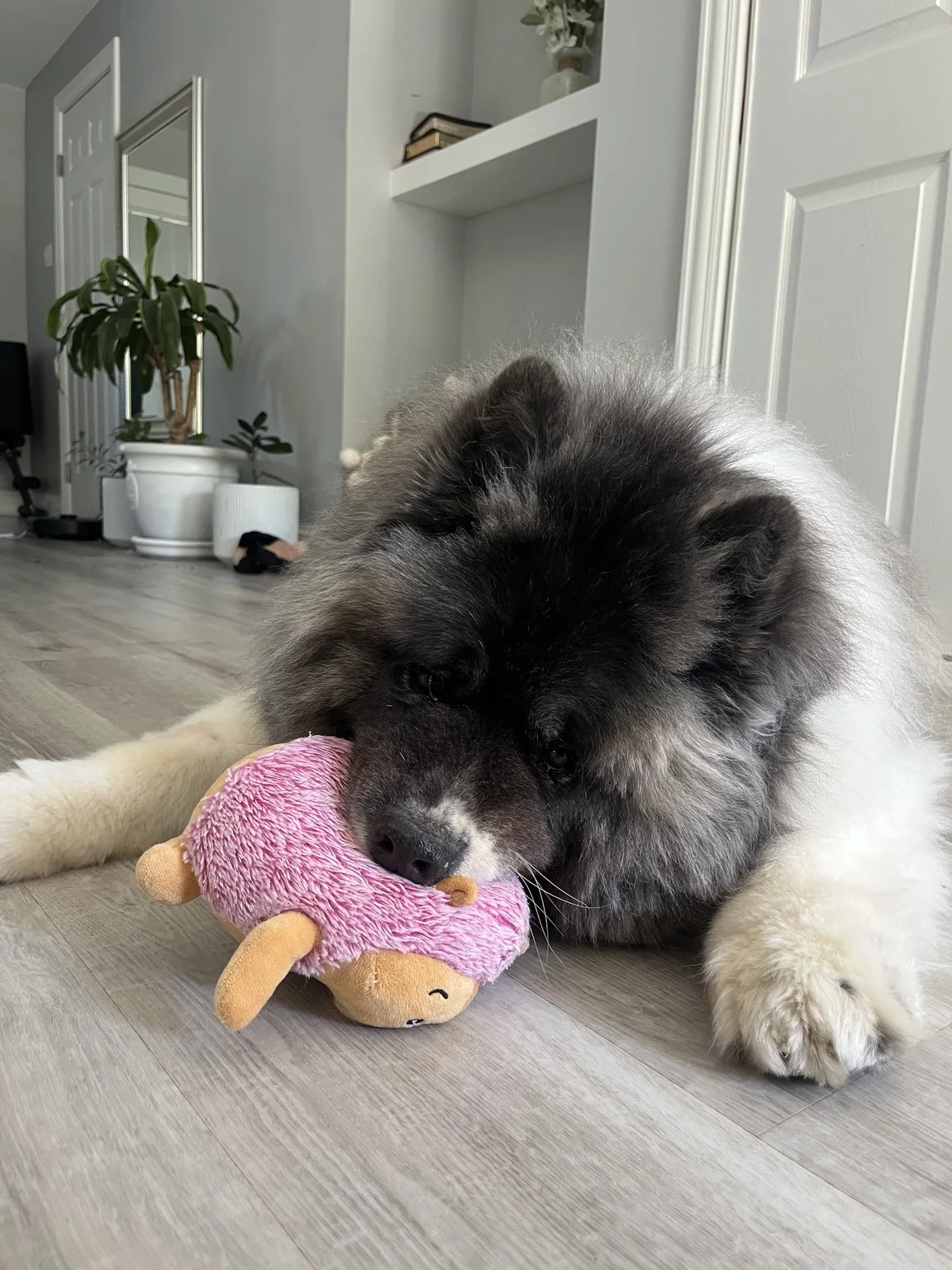 An Akita relaxing at home with a pink toy