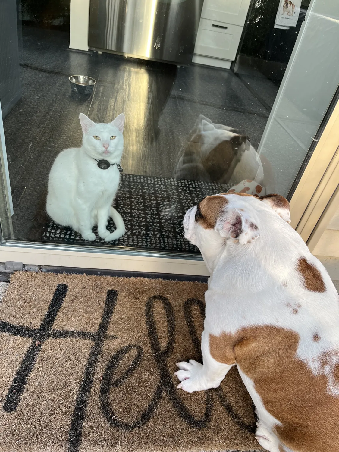 A cat and dog at home in Tania’s care